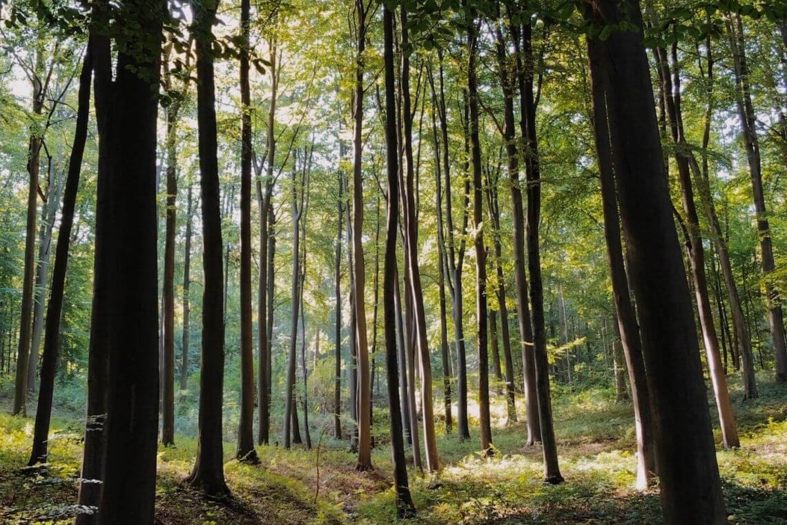 sonian forest op korte rijafstand van BBF appartementen in woluwe-saint-lambert